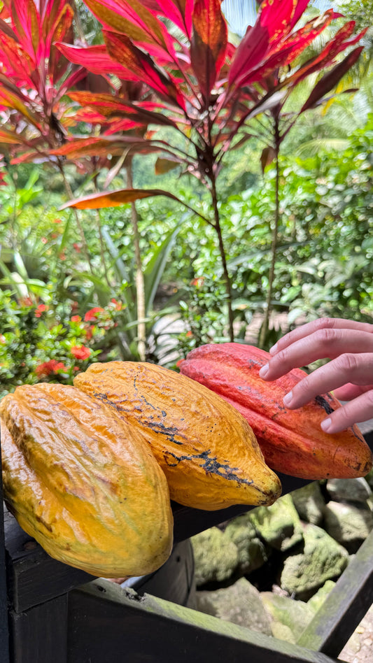 cacoa pods from St lucia plantation